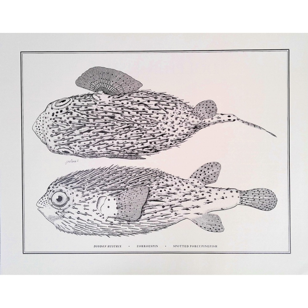 1985 Spotted Porcupine Fish Wall Art Print J Orellana Vintage Book Plate 11x14